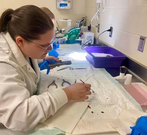 Student working with dissection tools in the lab